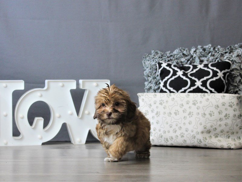 Shihpoo