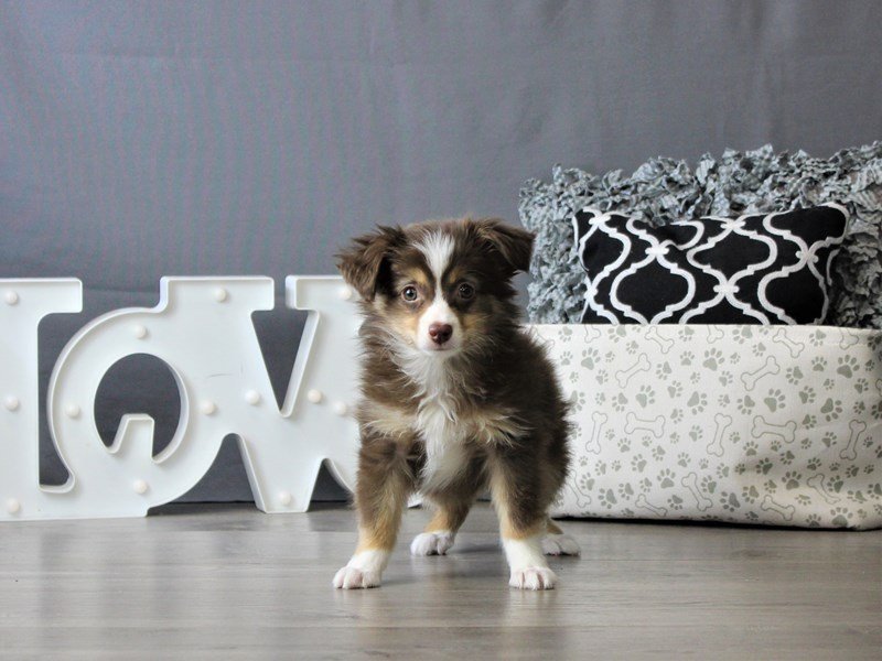 Miniature Australian Shepherd