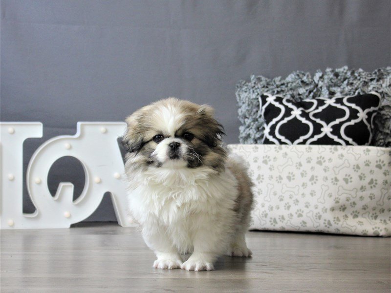 Pekingese