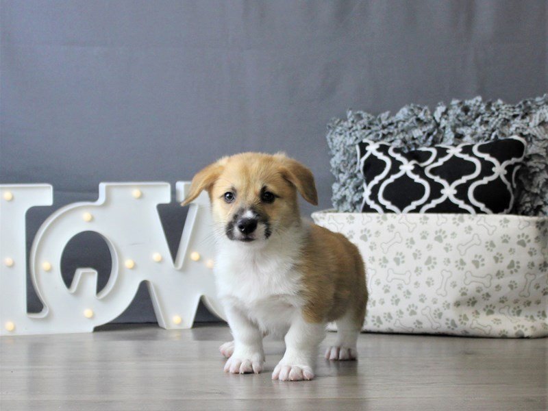 Pembroke Welsh Corgi