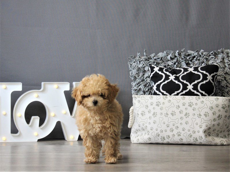 Poodle