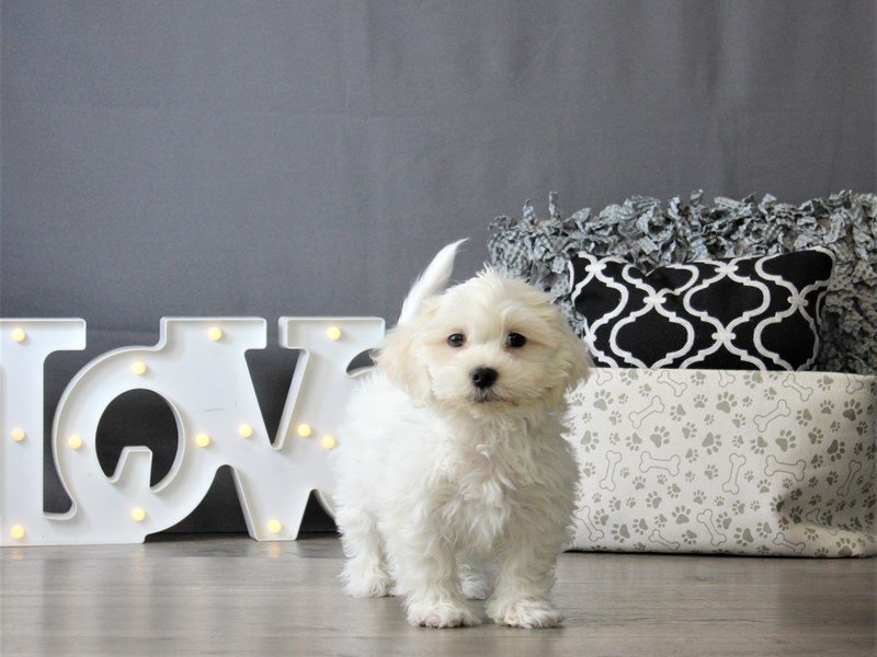 Coton De Tulear