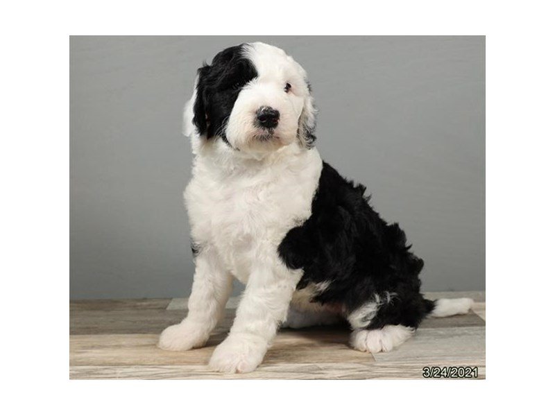 Sheepdog poodle puppy cheap