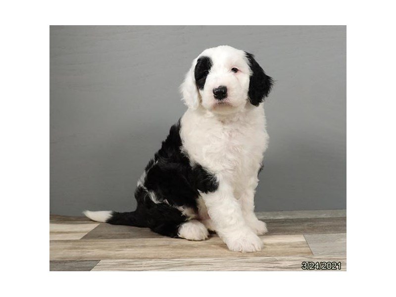 Old English Sheepdog/Poodle