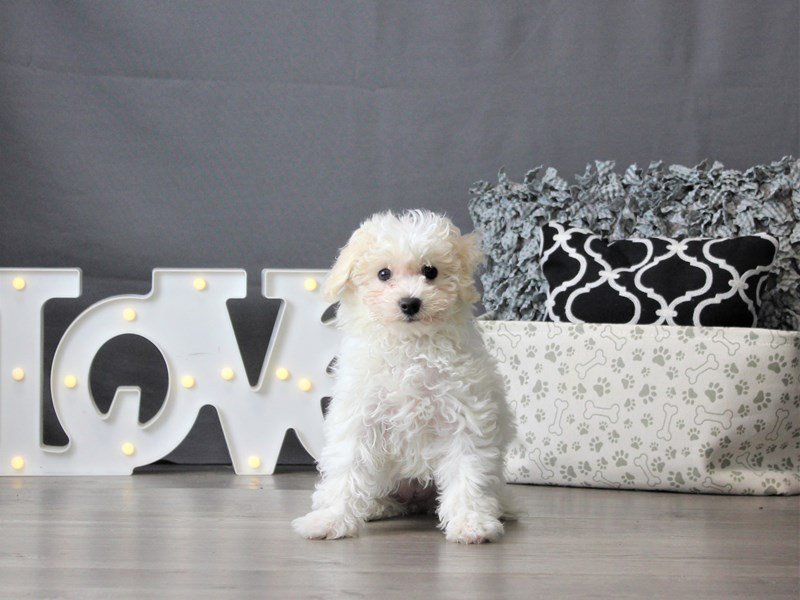Bichon Frise
