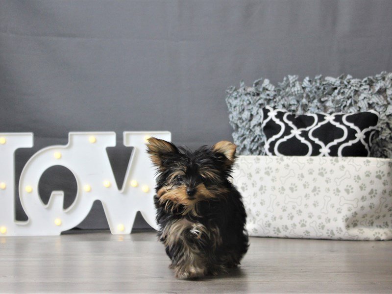 Yorkshire Terrier