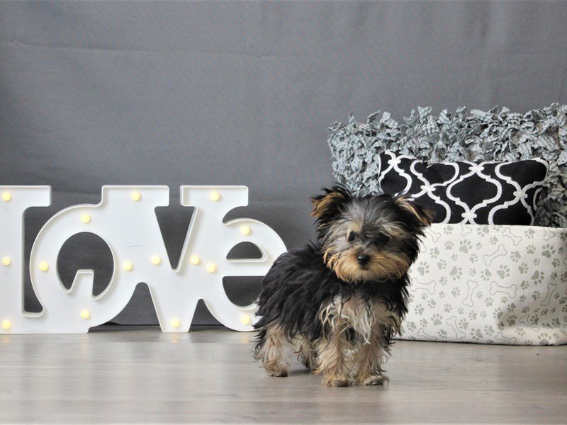 Yorkshire Terrier