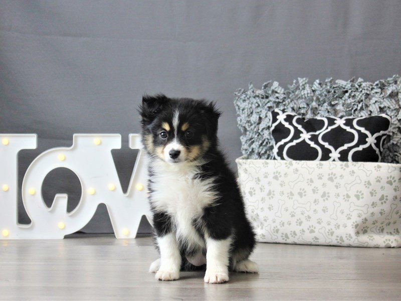 Miniature Australian Shepherd