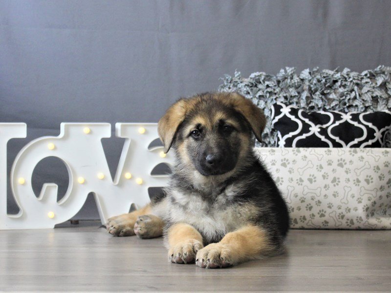 German Shepherd Dog