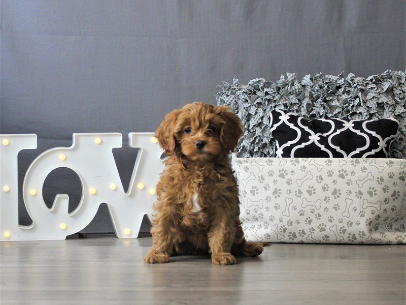 Cavalier King/Poodle