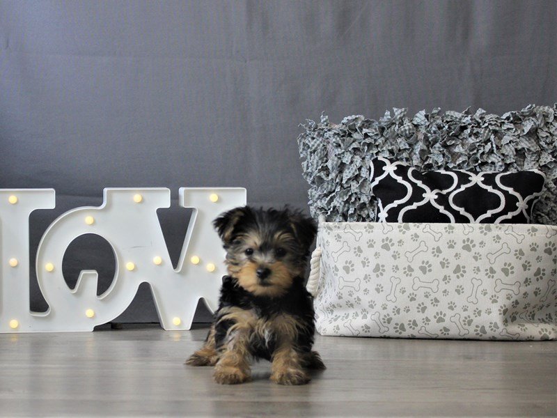 Yorkshire Terrier