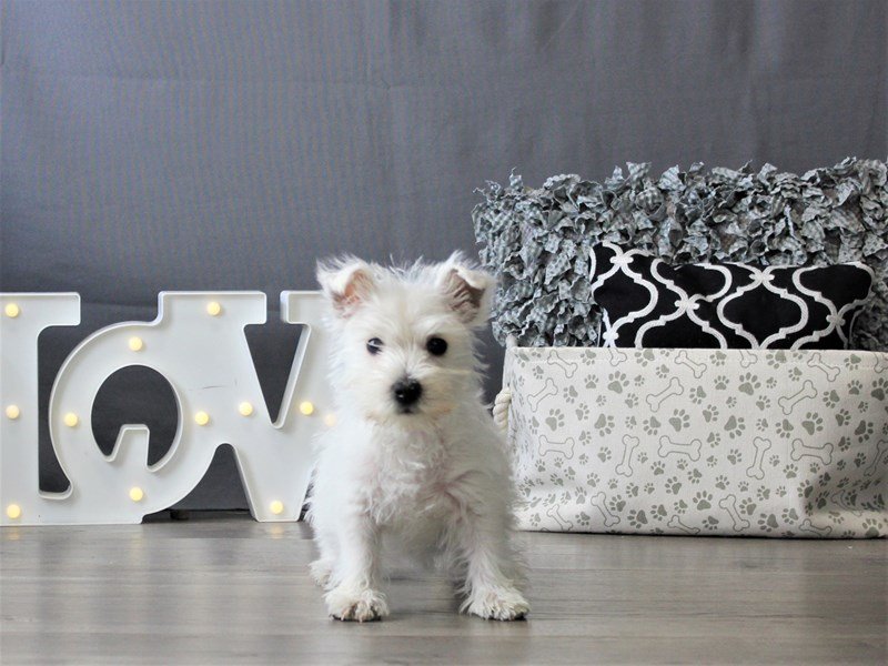 West Highland White Terrier