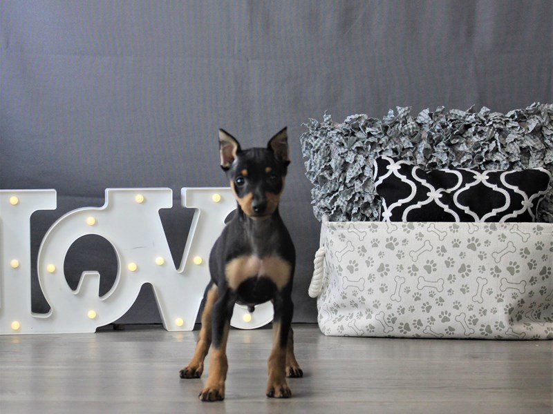 Miniature Pinscher