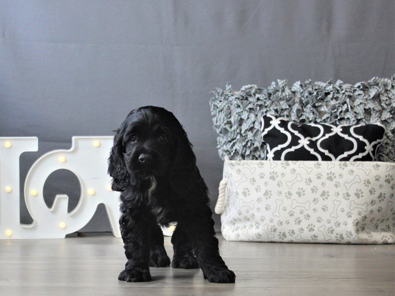 Cocker Spaniel