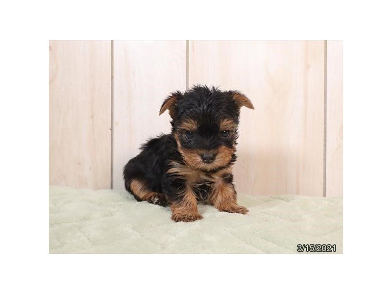 Yorkshire Terrier