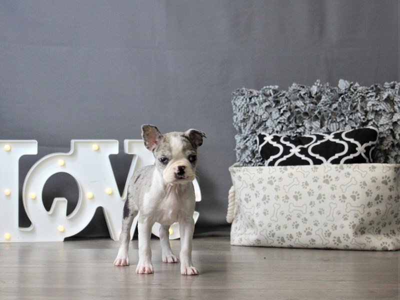 Boston Terrier