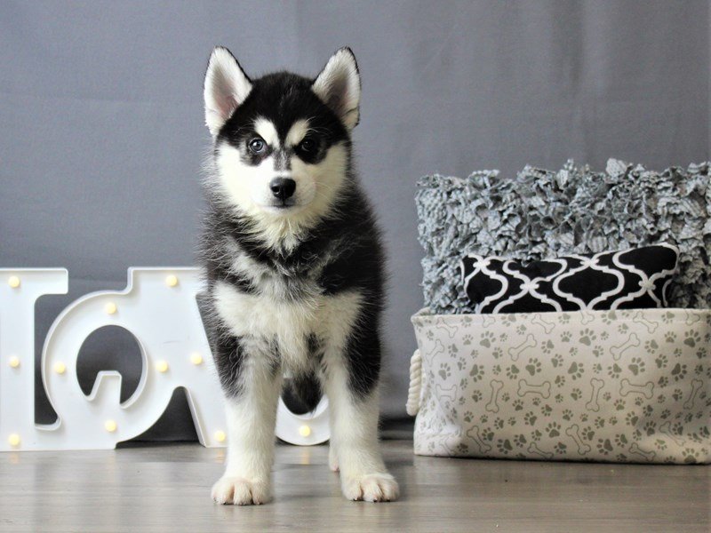 Siberian Husky