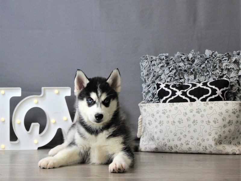 Siberian Husky