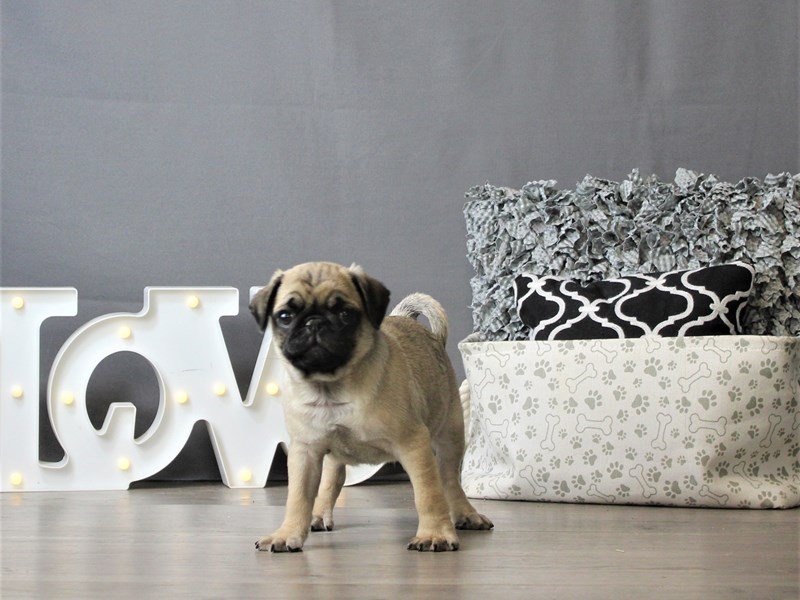 Pug