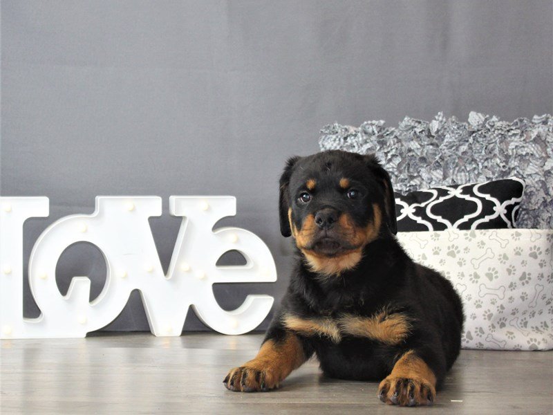 Rottweiler