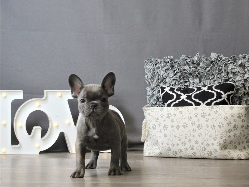 French Bulldog