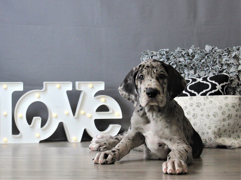 Great Dane