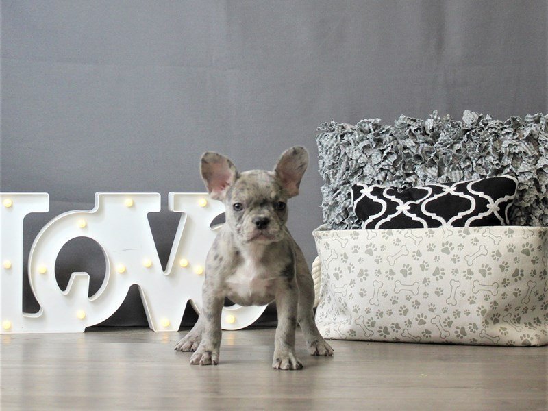 French Bulldog