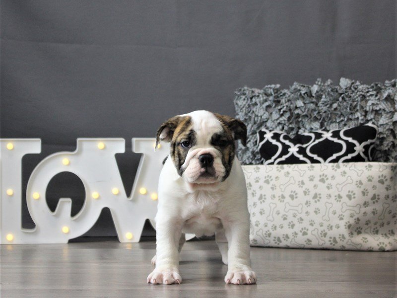 Bulldog/Bulldog-Beagle