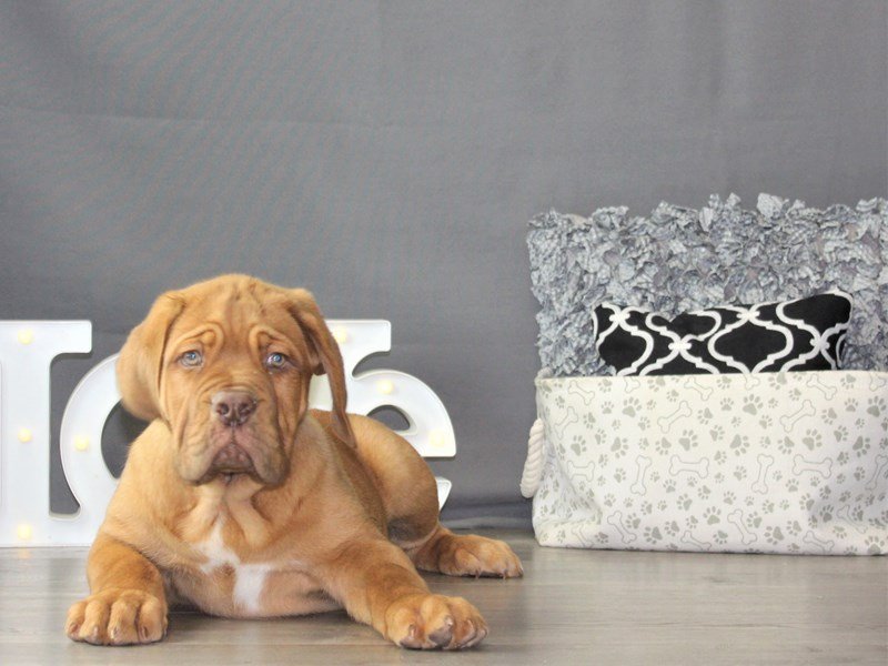 Dogue De Bordeaux
