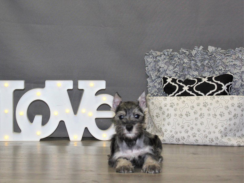 Miniature Schnauzer