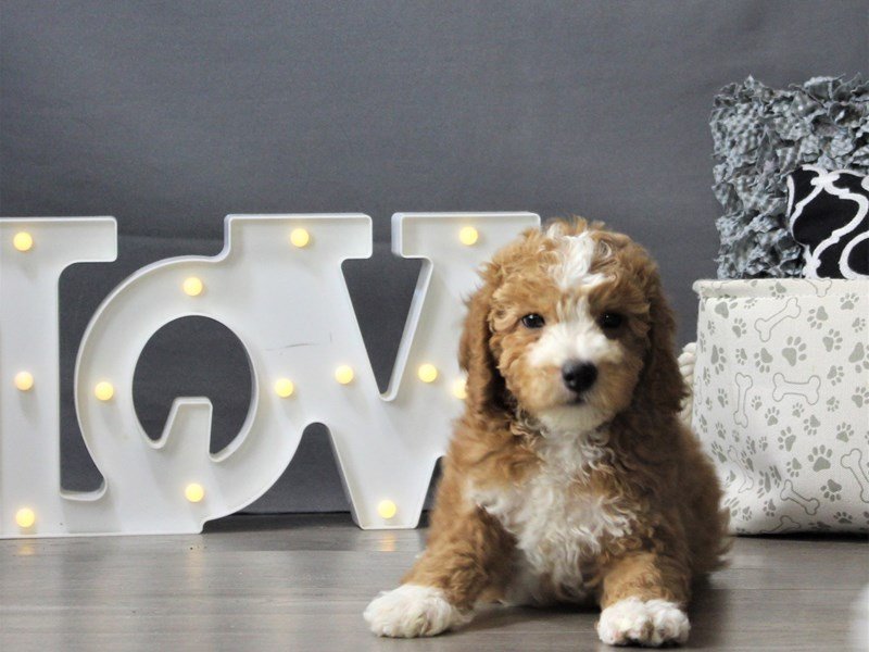 Mini Goldendoodle