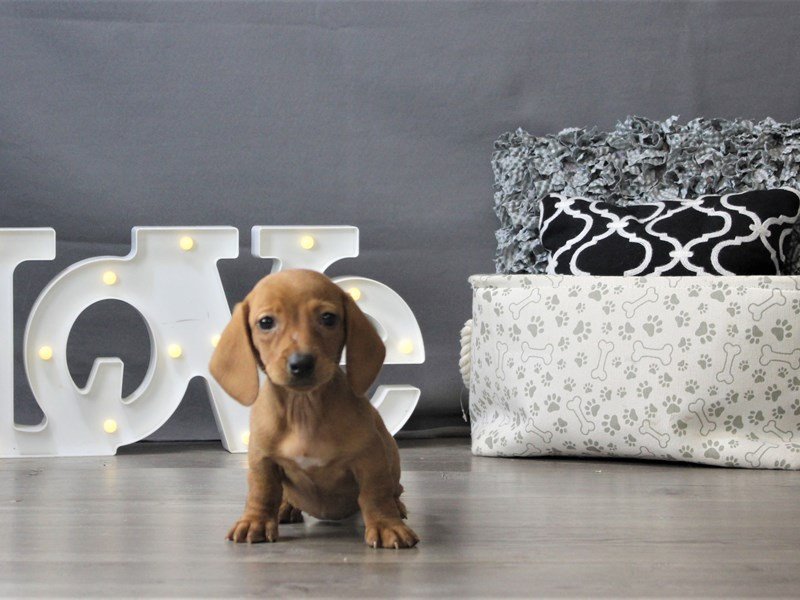 Dachshund