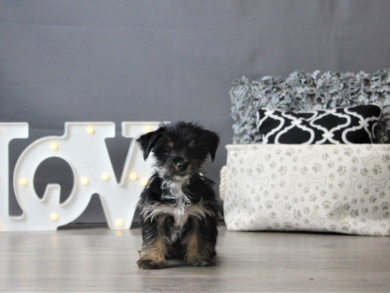 Yorkie/Chihuahua
