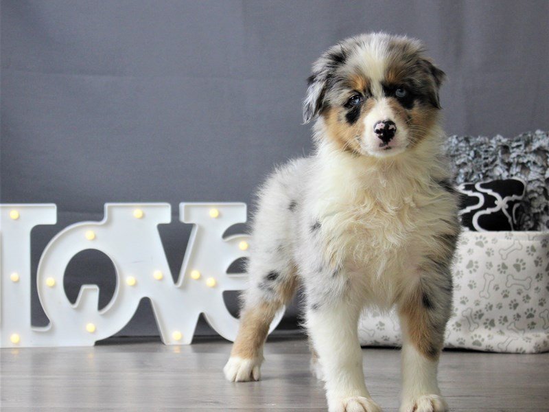 Australian Shepherd