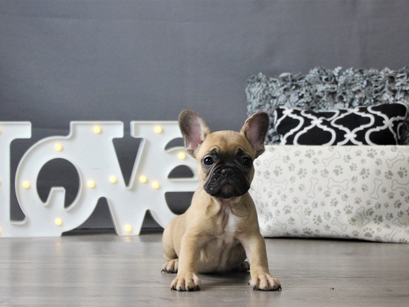 French Bulldog