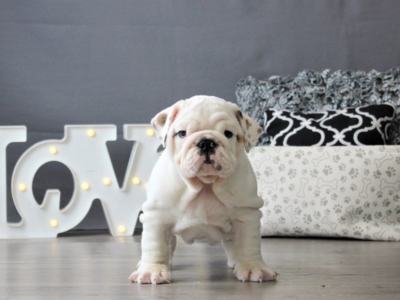 English Bulldog
