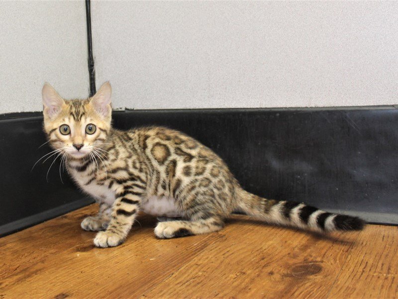 Bengal