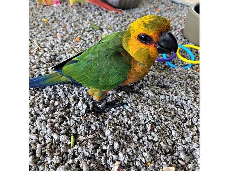Sun Conure