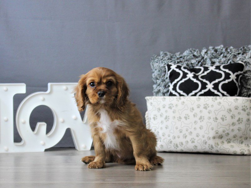 Cavalier King Charles Spaniel