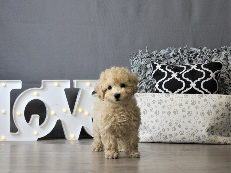 Poodle/Bichon