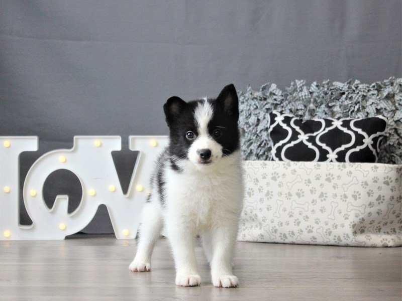 Pom/Shiba