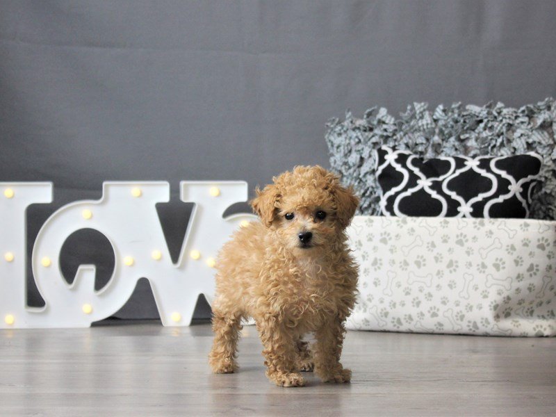 Bichon/Poodle