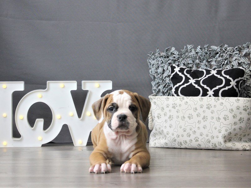 Olde Bulldog