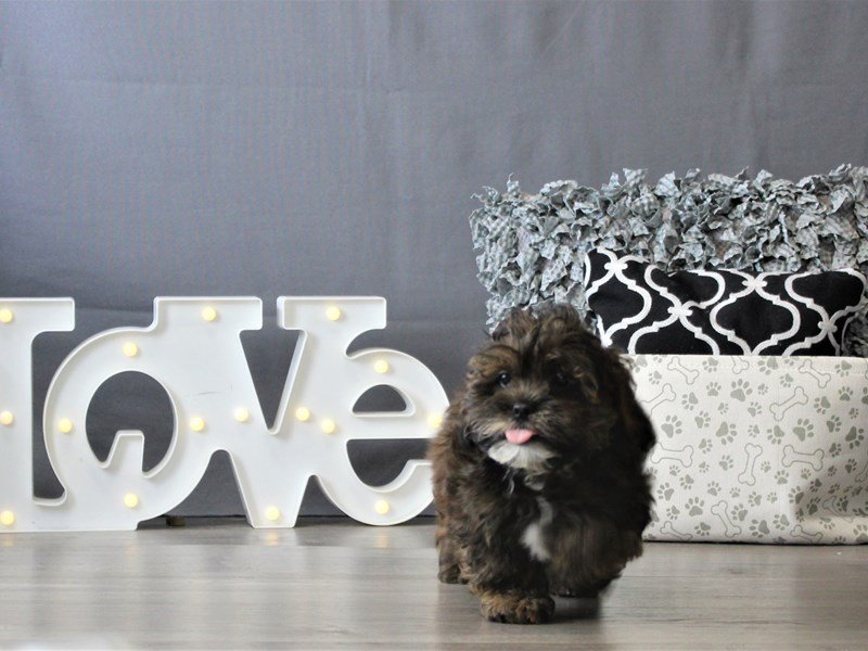 Lhasapoo