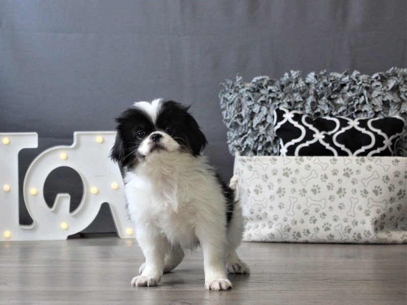 Japanese Chin