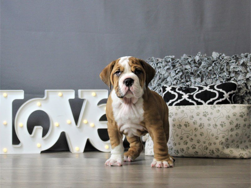 Bulldog/Bulldog-Beagle