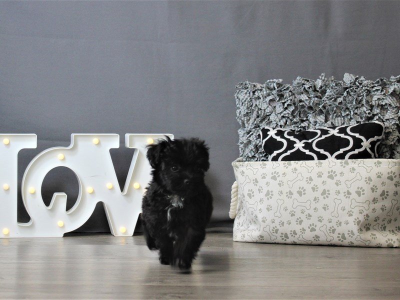 Havanese/Poodle