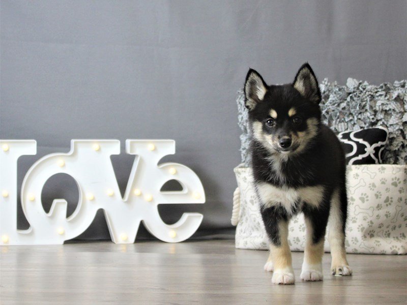 Pomsky 2nd Gen