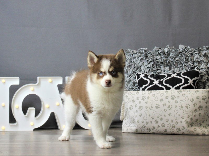 Pomsky 2nd Gen
