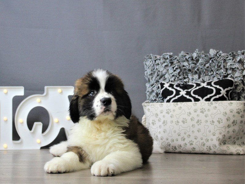 Saint Bernard